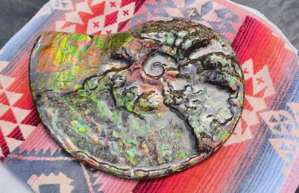 11.57”" Ammolite Placenticeras Intercalare ***Free Shipping***  AF-142  Ammolite  Ammonite Fossil