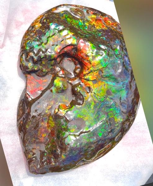 Make an offer! 12.87" Ammolite Placenticeras Intercalare ***Free Shipping***  AF-141 Ammolite  Ammonite Fossil