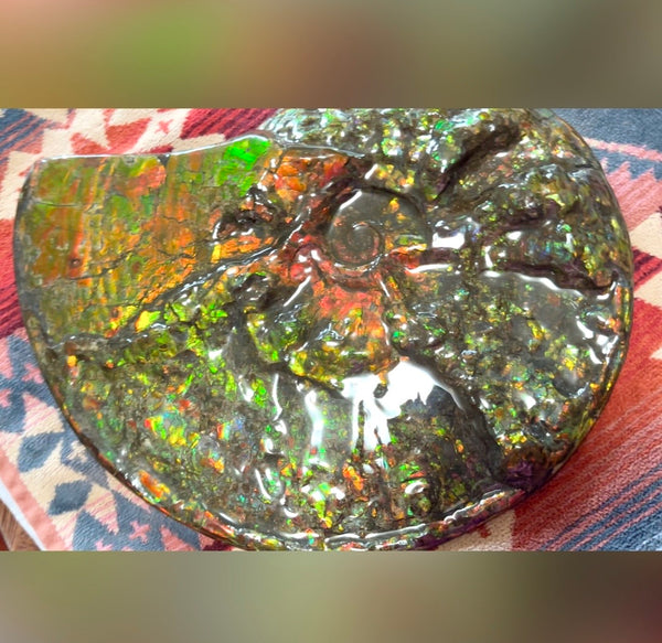 11.57”" Ammolite Placenticeras Intercalare ***Free Shipping***  AF-142  Ammolite  Ammonite Fossil