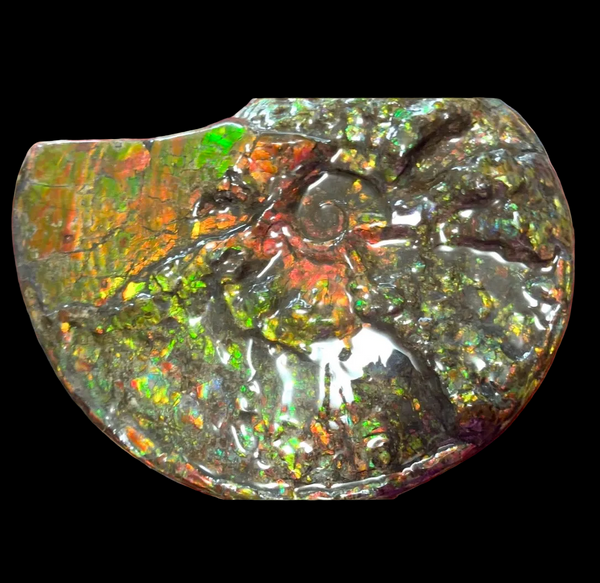 11.57”" Ammolite Placenticeras Intercalare ***Free Shipping***  AF-142  Ammolite  Ammonite Fossil