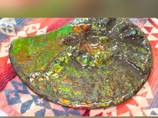 11.57”" Ammolite Placenticeras Intercalare ***Free Shipping***  AF-142  Ammolite  Ammonite Fossil