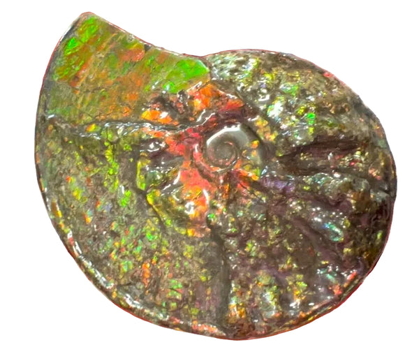 11.57”" Ammolite Placenticeras Intercalare ***Free Shipping***  AF-142  Ammolite  Ammonite Fossil