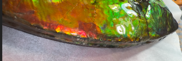 Make an offer! 12.87" Ammolite Placenticeras Intercalare ***Free Shipping***  AF-141 Ammolite  Ammonite Fossil