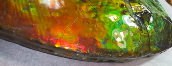 Make an offer! 12.87" Ammolite Placenticeras Intercalare ***Free Shipping***  AF-141 Ammolite  Ammonite Fossil