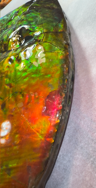 Make an offer! 12.87" Ammolite Placenticeras Intercalare ***Free Shipping***  AF-141 Ammolite  Ammonite Fossil