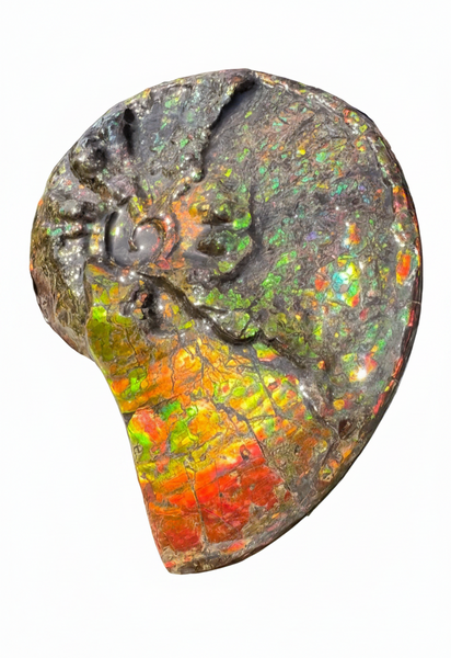 11.57”" Ammolite Placenticeras Intercalare ***Free Shipping***  AF-142  Ammolite  Ammonite Fossil