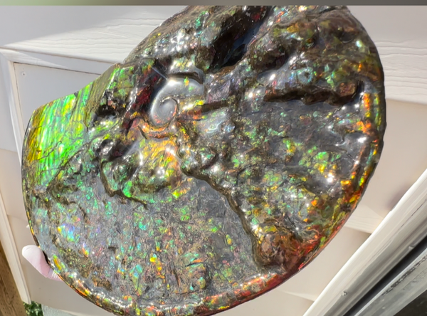 11.57”" Ammolite Placenticeras Intercalare ***Free Shipping***  AF-142  Ammolite  Ammonite Fossil