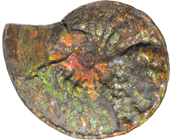 11.57”" Ammolite Placenticeras Intercalare ***Free Shipping***  AF-142  Ammolite  Ammonite Fossil