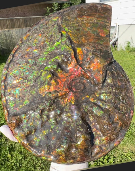 11.57”" Ammolite Placenticeras Intercalare ***Free Shipping***  AF-142  Ammolite  Ammonite Fossil
