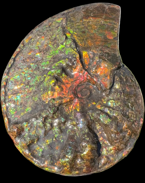 11.57”" Ammolite Placenticeras Intercalare ***Free Shipping***  AF-142  Ammolite  Ammonite Fossil