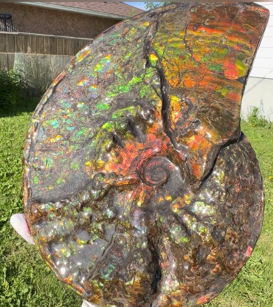 11.57”" Ammolite Placenticeras Intercalare ***Free Shipping***  AF-142  Ammolite  Ammonite Fossil