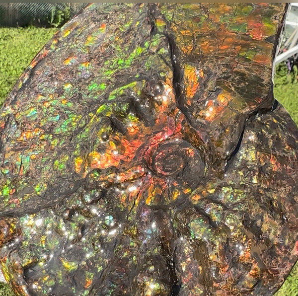 11.57”" Ammolite Placenticeras Intercalare ***Free Shipping***  AF-142  Ammolite  Ammonite Fossil
