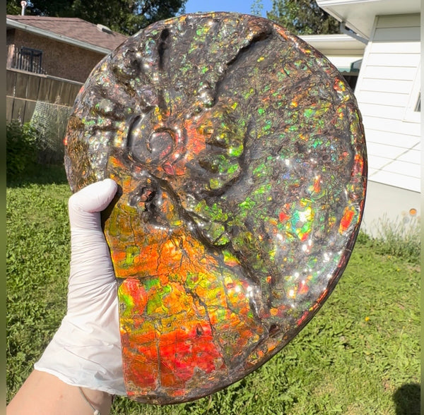 11.57”" Ammolite Placenticeras Intercalare ***Free Shipping***  AF-142  Ammolite  Ammonite Fossil