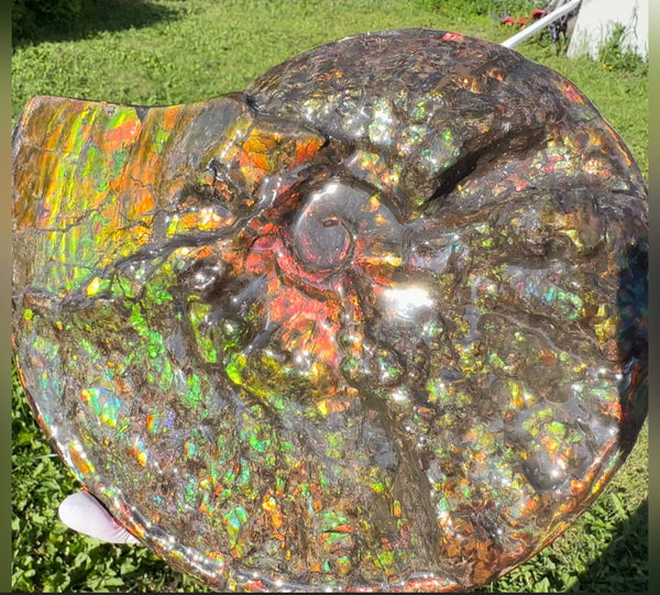 11.57”" Ammolite Placenticeras Intercalare ***Free Shipping***  AF-142  Ammolite  Ammonite Fossil