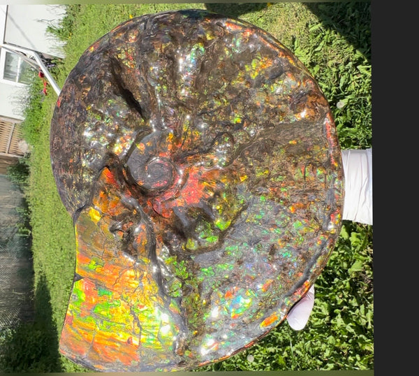 11.57”" Ammolite Placenticeras Intercalare ***Free Shipping***  AF-142  Ammolite  Ammonite Fossil