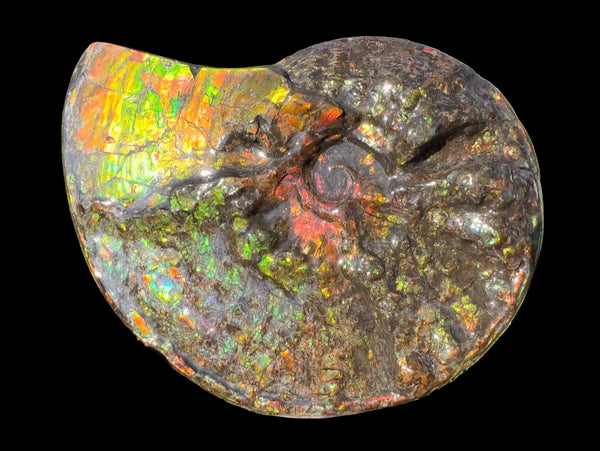 11.57”" Ammolite Placenticeras Intercalare ***Free Shipping***  AF-142  Ammolite  Ammonite Fossil