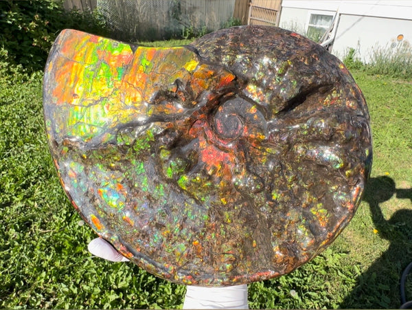 11.57”" Ammolite Placenticeras Intercalare ***Free Shipping***  AF-142  Ammolite  Ammonite Fossil