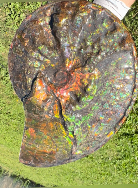 11.57”" Ammolite Placenticeras Intercalare ***Free Shipping***  AF-142  Ammolite  Ammonite Fossil