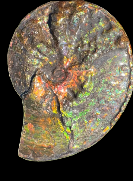 11.57”" Ammolite Placenticeras Intercalare ***Free Shipping***  AF-142  Ammolite  Ammonite Fossil