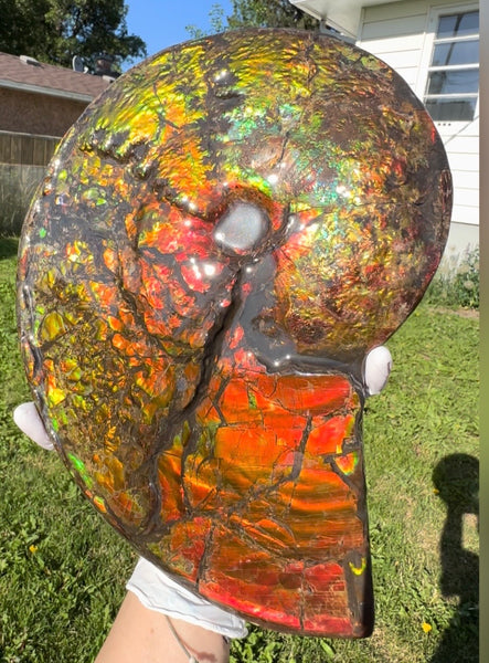 11.57”" Ammolite Placenticeras Intercalare ***Free Shipping***  AF-142  Ammolite  Ammonite Fossil
