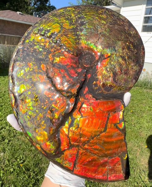 11.57”" Ammolite Placenticeras Intercalare ***Free Shipping***  AF-142  Ammolite  Ammonite Fossil