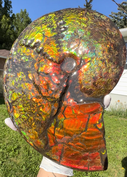 11.57”" Ammolite Placenticeras Intercalare ***Free Shipping***  AF-142  Ammolite  Ammonite Fossil