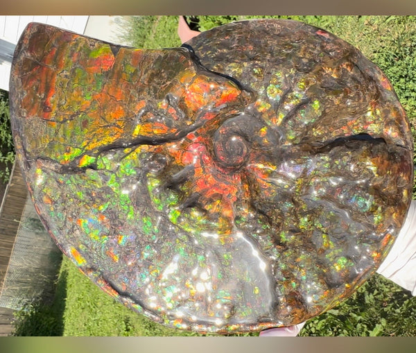11.57”" Ammolite Placenticeras Intercalare ***Free Shipping***  AF-142  Ammolite  Ammonite Fossil