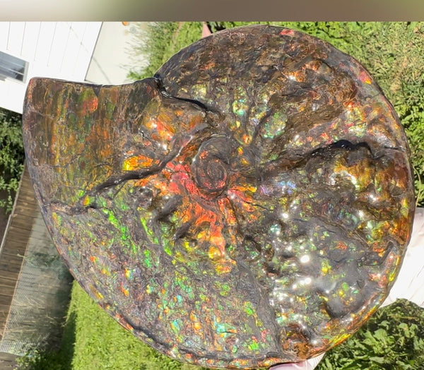 11.57”" Ammolite Placenticeras Intercalare ***Free Shipping***  AF-142  Ammolite  Ammonite Fossil