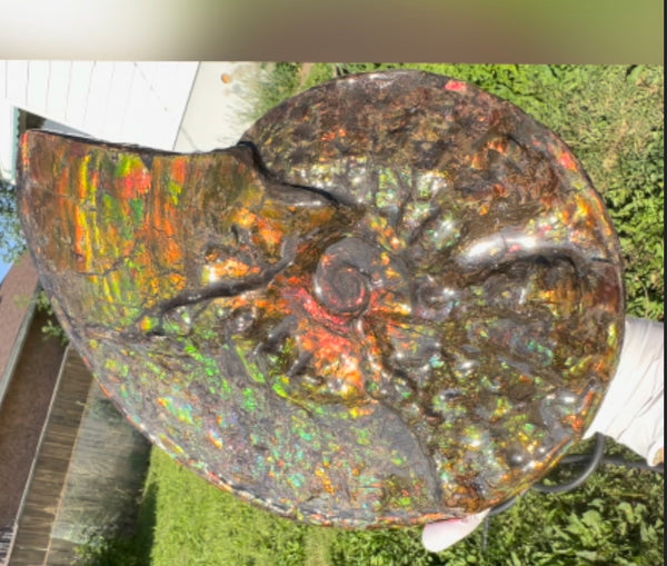 11.57”" Ammolite Placenticeras Intercalare ***Free Shipping***  AF-142  Ammolite  Ammonite Fossil