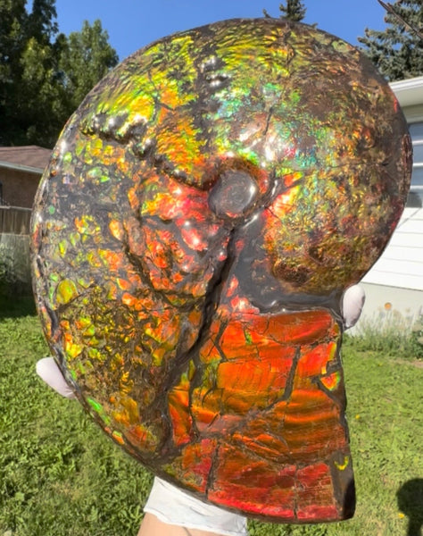 11.57”" Ammolite Placenticeras Intercalare ***Free Shipping***  AF-142  Ammolite  Ammonite Fossil