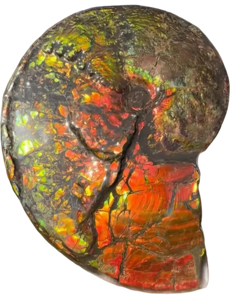 11.57”" Ammolite Placenticeras Intercalare ***Free Shipping***  AF-142  Ammolite  Ammonite Fossil