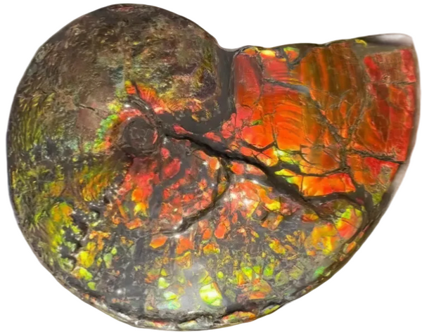 11.57”" Ammolite Placenticeras Intercalare ***Free Shipping***  AF-142  Ammolite  Ammonite Fossil