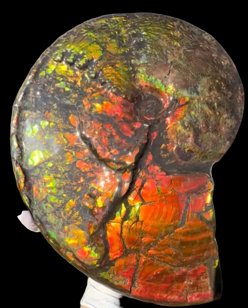 11.57”" Ammolite Placenticeras Intercalare ***Free Shipping***  AF-142  Ammolite  Ammonite Fossil