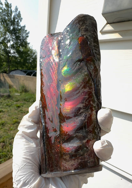 Canadian Ammolite Bacculite Fossil Piece Baculites AF-112 Baculite