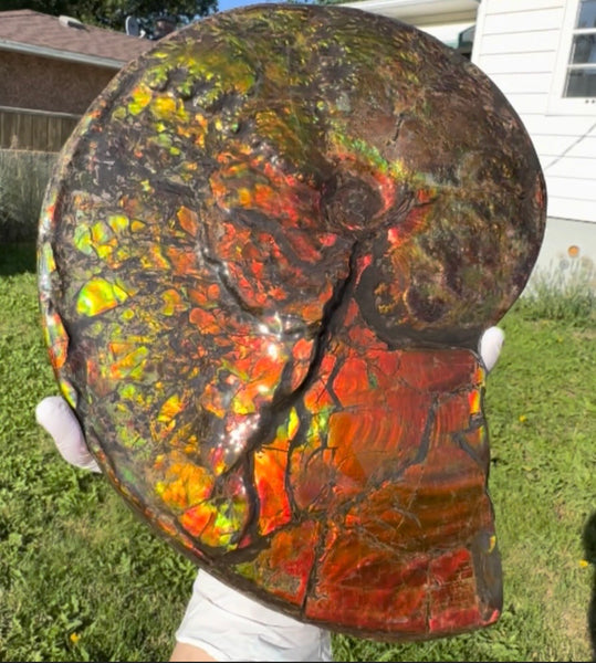 11.57”" Ammolite Placenticeras Intercalare ***Free Shipping***  AF-142  Ammolite  Ammonite Fossil