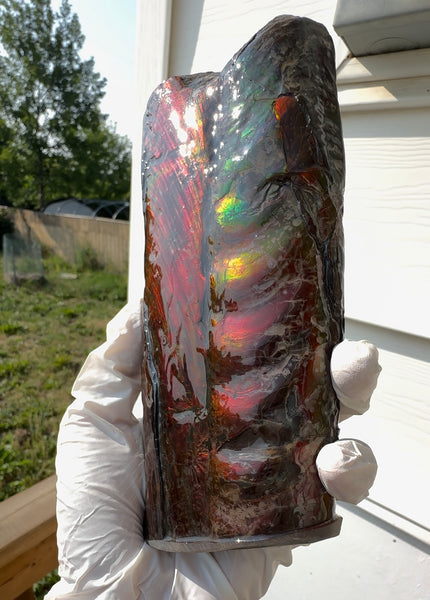 Canadian Ammolite Bacculite Fossil Piece Baculites AF-112 Baculite