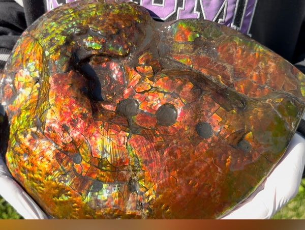 Make an offer! 12.87" Ammolite Placenticeras Intercalare ***Free Shipping***  AF-141 Ammolite  Ammonite Fossil