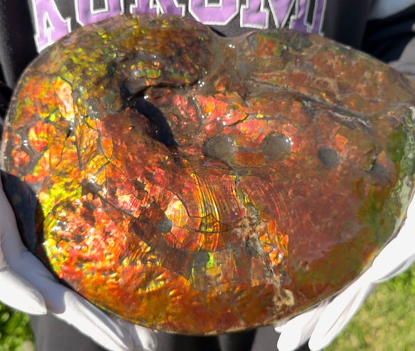 Make an offer! 12.87" Ammolite Placenticeras Intercalare ***Free Shipping***  AF-141 Ammolite  Ammonite Fossil