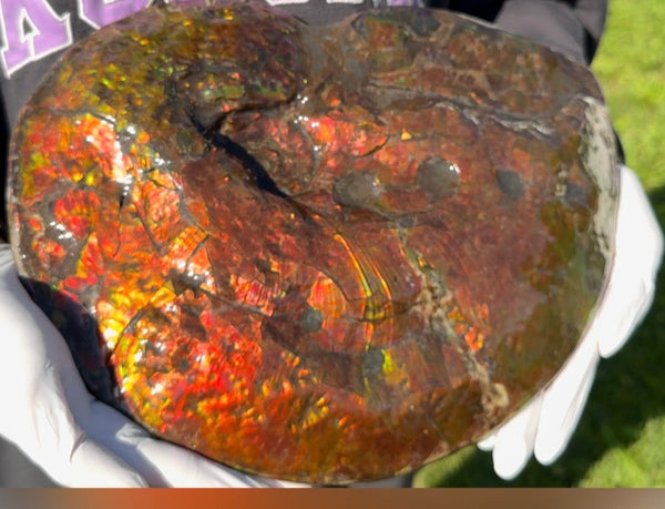 Make an offer! 12.87" Ammolite Placenticeras Intercalare ***Free Shipping***  AF-141 Ammolite  Ammonite Fossil