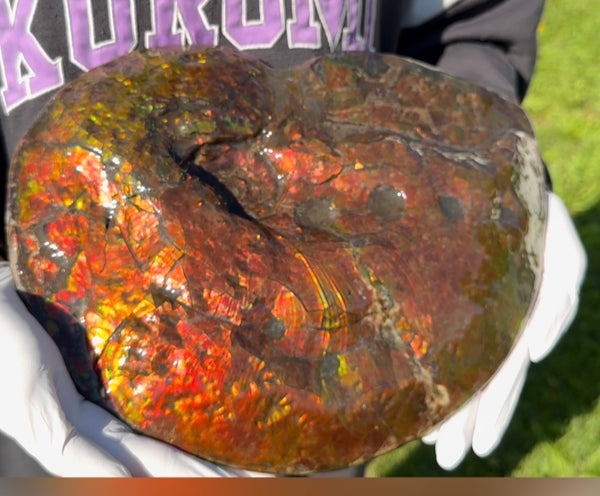 Make an offer! 12.87" Ammolite Placenticeras Intercalare ***Free Shipping***  AF-141 Ammolite  Ammonite Fossil