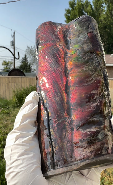 Canadian Ammolite Bacculite Fossil Piece Baculites AF-112 Baculite