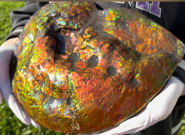 Make an offer! 12.87" Ammolite Placenticeras Intercalare ***Free Shipping***  AF-141 Ammolite  Ammonite Fossil