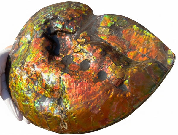Make an offer! 12.87" Ammolite Placenticeras Intercalare ***Free Shipping***  AF-141 Ammolite  Ammonite Fossil