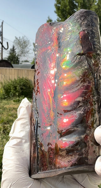 Canadian Ammolite Bacculite Fossil Piece Baculites AF-112 Baculite