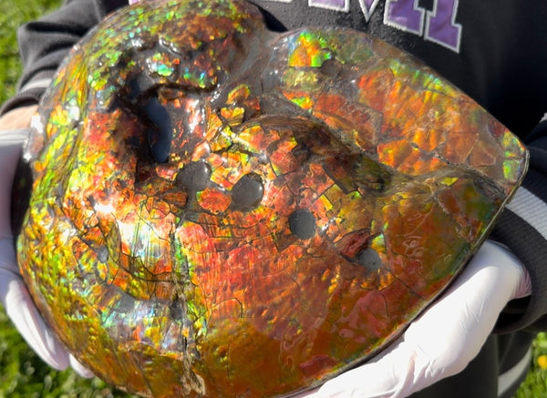 Make an offer! 12.87" Ammolite Placenticeras Intercalare ***Free Shipping***  AF-141 Ammolite  Ammonite Fossil