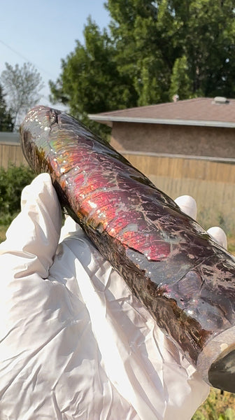 Canadian Ammolite Bacculite Fossil Piece Baculites AF-112 Baculite