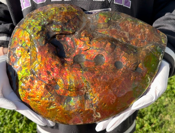 Make an offer! 12.87" Ammolite Placenticeras Intercalare ***Free Shipping***  AF-141 Ammolite  Ammonite Fossil