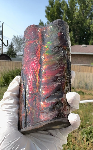 Canadian Ammolite Bacculite Fossil Piece Baculites AF-112 Baculite