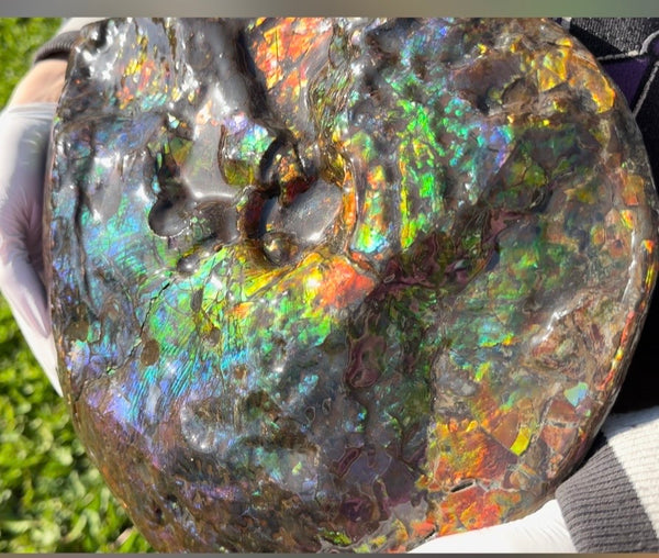 Make an offer! 12.87" Ammolite Placenticeras Intercalare ***Free Shipping***  AF-141 Ammolite  Ammonite Fossil
