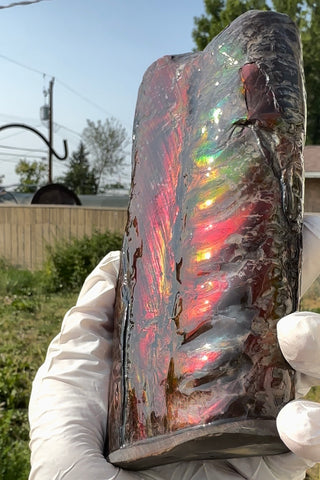 Canadian Ammolite Bacculite Fossil Piece Baculites AF-112 Baculite